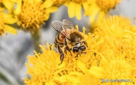 蜜蜂風水|【蜜蜂到家裡築巢】蜜蜂到家裡築巢：徵兆、吉凶禍福。